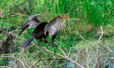 Anhinga / Snakebird / Florida Swamp Bird 