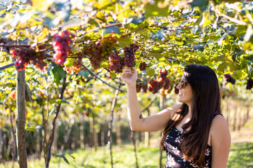 Young caucasian woman taking a red grape (Rosada) from bunch in Vineyard. Grape harvest.