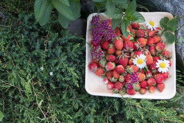 Fresh red strawberries in a wooden plate. Strawberry is a source of vitamin C. This berry is a natural aphrodisiac. Collage with wild flowers on the background of garden plants.