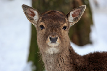 Deer head frontal