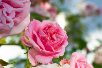 Fototapeta premium weiß, rosen, rosenblüte, blüht, blüttenblätter, blüte, putbus, rosenstadt, rügen, nahaufnahme, weiß-rote Rose, rosen, weiß, rot, pink, grün, circus, hauswand, wand, 
