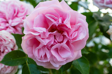 rosa Rosen am Circus in der Rosenstadt Putbus, Rügen