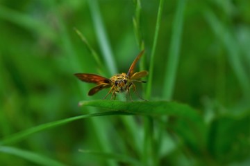 spider on a leaf