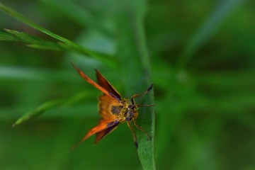 dragonfly on a leaf