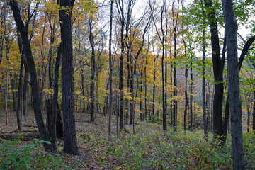 Autumn forest view with rocks and yellow foliage