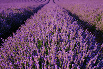 Blooming lavender fields near Valensole in Provence, France. Rows of purple flowers