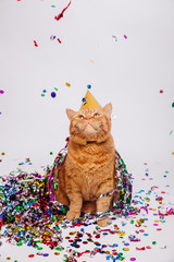 Adorable red british feline with confetti and a party hat