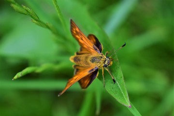 butterfly on leaf