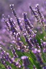 Lavender flower close up in a field in Provence France against a blue sky background