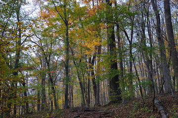 Obraz premium Autumn forest view with colorful yellow foliage