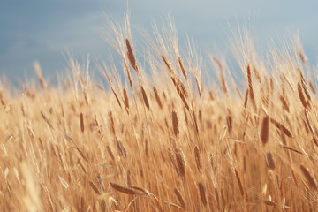 Golden ears of wheat in summer on the field.