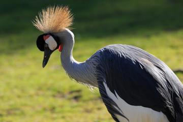grey crowned crane
