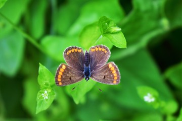 butterfly on a flower