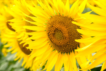 background yellow sunflowers on a field close up
