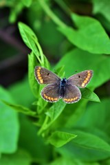 Obraz premium butterfly on flower