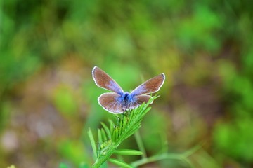 blue butterfly on a flower