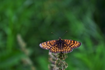 butterfly on a leaf