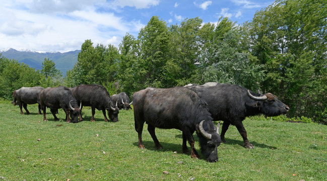 Wasserbüffel (Bubalus arnee) - Water buffalo