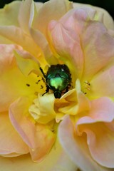 bee on flower