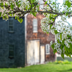 Spring Blossom