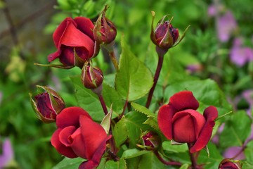 red rose in the garden