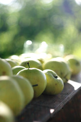 Green apples under summer sun