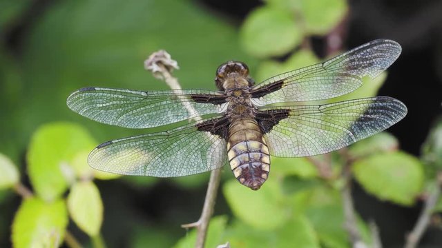 Libellula depressa, the broad-bodied chaser or broad-bodied darter