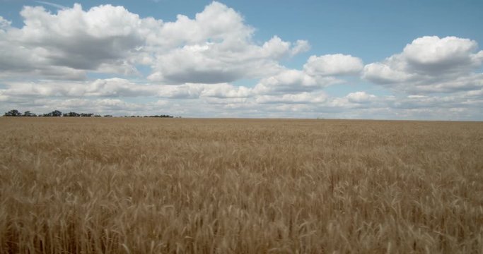 Clouds Float Across the Sky in A Wheat Field