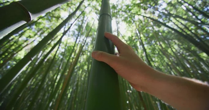 Close up of young man hand is touching gently a bamboo tree in a forest used as renewable sustainable energy resource and different types of eco -friendly green products.