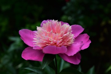 pink flower in garden