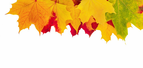 Autumn leaves set. Leaf with watercolor texture. Maple autumn leaf.