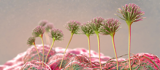 Microscopic image of growing molds or mold fungus and spores - 3d illustration © Christoph Burgstedt