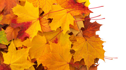 Autumn leaves set. Leaf with watercolor texture. Maple autumn leaf.