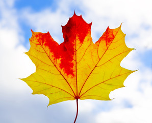 Autumn leaves.  Maple autumn leaf.