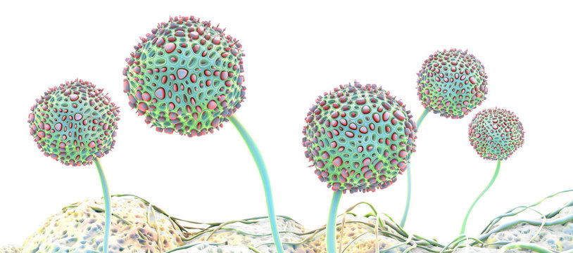 Microscopic image of growing molds or mold fungus and spores - 3d illustration