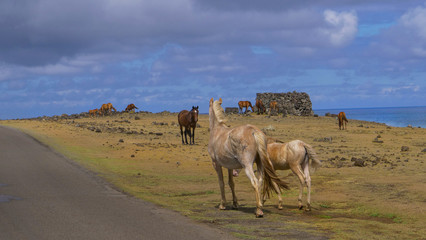 Untamed wild horses exploring and pasturing in the wilderness by the ocean.