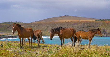 Fototapeta na wymiar Four wild horses stand in the windy meadow overlooking the rocky shore and ocean