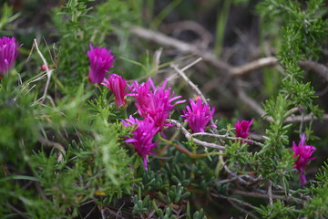 Obraz premium flower in the garden