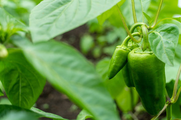 Closeup of young green peppers on the plantation. Blurred background.