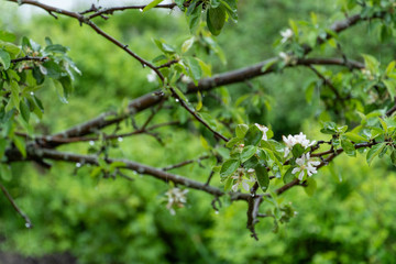 Rain dripping on a blooming apple tree in the garden. Blurred Background