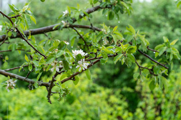 Fototapeta na wymiar Rain dripping on a blooming apple tree in the garden. Blurred Background