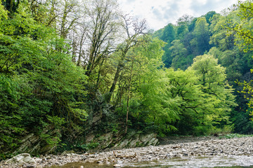 Green forest on the rocky shore of a mountain river.