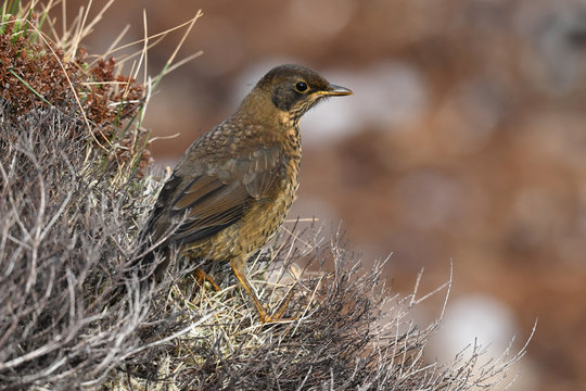 Juvenile Austral thrush (Turdus falcklandii) of the subspecies Falkland thrush (Turdus falcklandii falcklandii), Falkand Islands