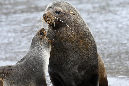 Male and female Antarctic fur seal (Arctocephalus gazella), showing extreme sexual dimorphism, King Edward Point, South Georgia