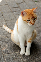 Gato Theo IMG_5431