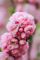 Pink almond flower blossoms in the spring