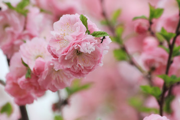 Ant on an pink almond flower blossoms in the spring