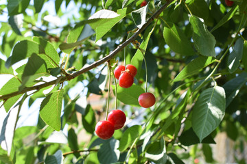 In the orchard, cherries hanging on a cherry tree branch.