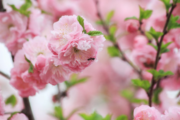 Ant on an pink almond flower blossoms in the spring