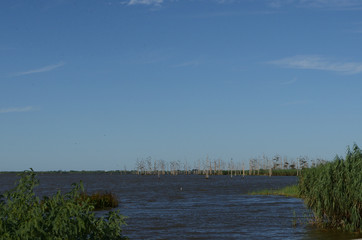 Louisiana Wetlands: Cypress Ghost Forest